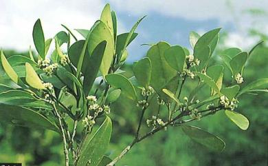 Microtropis japonica (Franch. & Sav.) Hallier f. 日本賽衛矛