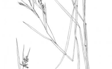 Themeda triandra 黃背草