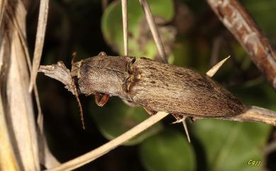 Lanelater pescadorensis (Miwa, 1934) 澎湖長毛叩頭蟲