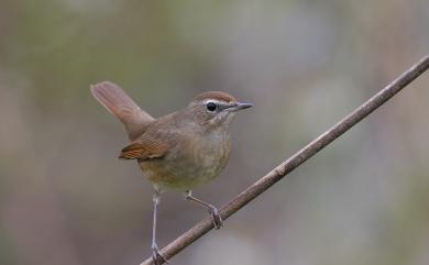 Calliope calliope camtschatkensis (Gmelin, 1789) 野鴝(勘察加亞種)