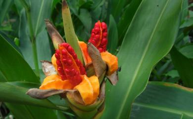 Hedychium coronarium J.Koenig 野薑花