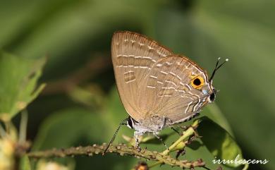 Deudorix epijarbas menesicles Fruhstorfer, 1912 玳灰蝶