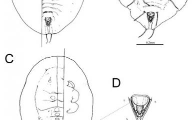 Bemisia tabaci (Gennadius, 1889) 煙草粉蝨