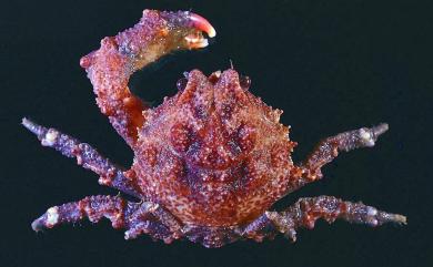 Epigodromia acutidens (Sakai, 1983) 銳齒裔綿蟹
