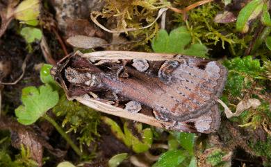 Xestia tamsi (Wileman & West, 1929) 繁縷魯夜蛾