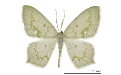 Jodis inumbrata Warren, 1896 白波紋突尾尺蛾