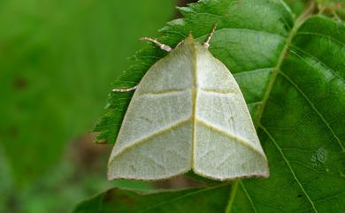 Hylophilodes tsukusensis Nagano, 1918 太平粉翠夜蛾