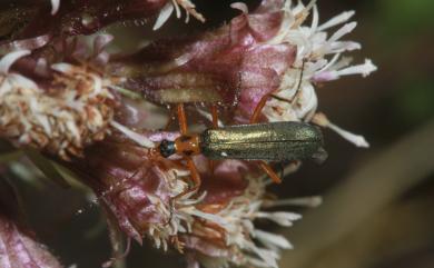 Idgia bimaculata Pic, 1910 二斑伊細花螢