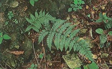 Athyrium arisanense (Hayata) Tagawa 阿里山蹄蓋蕨