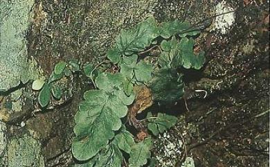 Tectaria zeilanica (Houtt.) Sledge 地耳蕨