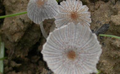 Coprinus patouillardii Quèl. 1884 帕氏鬼傘