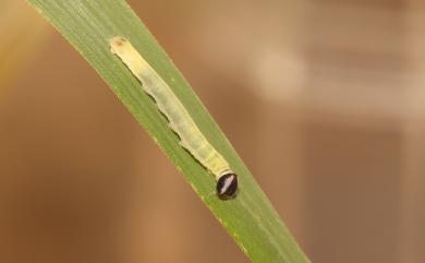 Potanthus confucius angustatus (Matsumura, 1910) 黃斑弄蝶