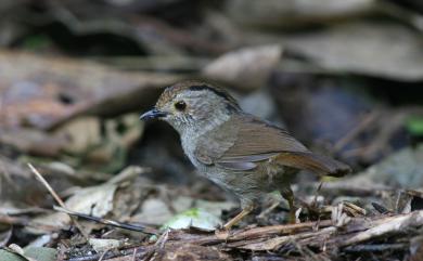 Schoeniparus brunneus brunneus (Gould, 1863) 頭烏線