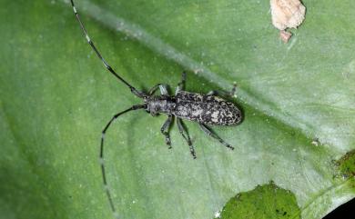 Xenohammus nebulosus Schwarzer, 1931 雲紋細角長天牛