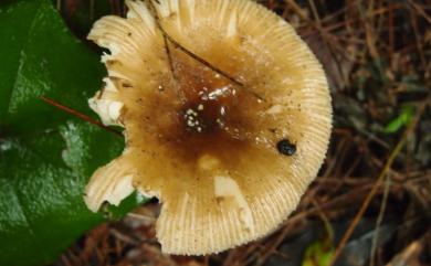 Russula pectinatoides Peck 擬米黃菇