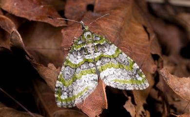 Esakiopteryx venusta Yazaki, 1986 雅夷尺蛾