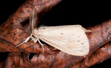 Laelia formosana Strand, 1914