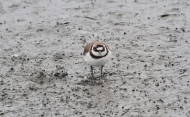 Charadrius dubius curonicus Gmelin, 1789 小環頸鴴