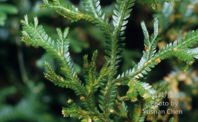 Selaginella doederleinii subsp. doederleinii 生根卷柏