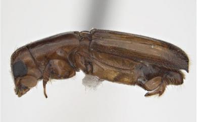 Euplatypus parallelus (Fabricius, 1801) 平行長小蠹