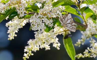 Ourapteryx ramosa (Wileman, 1910) 枝紋尾尺蛾