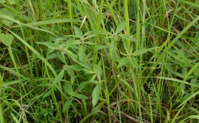 Knoxia corymbosa Willd. 諾氏草