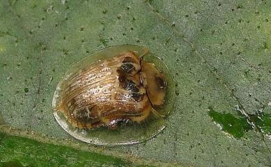 Thlaspida biramosa (Boheman, 1855) 二星龜金花蟲