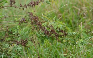 Indigofera tinctoria L. 木藍