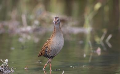 Rallus indicus Blyth, 1849 東亞秧雞