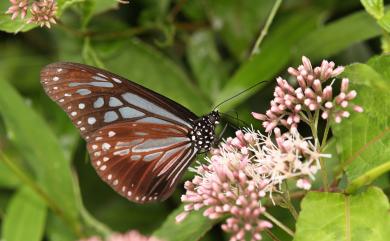 Parantica swinhoei (Moore, 1883) 斯氏絹斑蝶