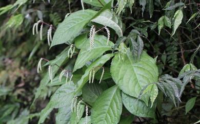 Chloranthus oldhamii 臺灣及己