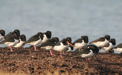 Haematopus ostralegus osculans Swinhoe, 1871 蠣鴴