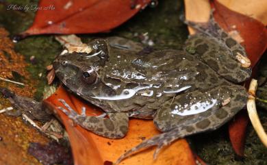 Fejervarya cancrivora (Gravenhorst, 1829) 海蛙