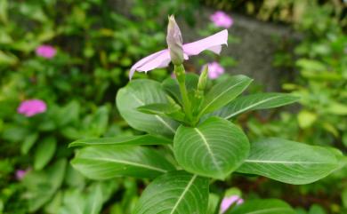 Catharanthus roseus (L.) G. Don 日日春