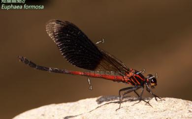 Euphaea formosa Hagen, 1869 短腹幽蟌