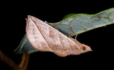 Calyptra orthograpta (Butler, 1886)