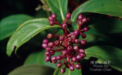 Medinilla formosana 臺灣野牡丹藤