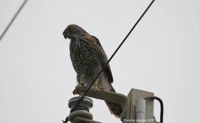 Accipiter trivirgatus formosae Mayr, 1949 鳳頭蒼鷹(台灣特有亞種)