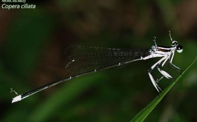 Copera ciliata (Selys, 1863) 環紋琵蟌