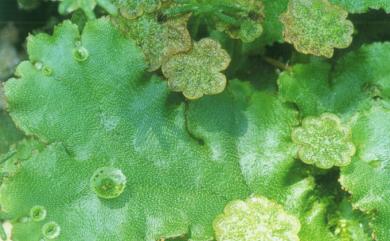 Marchantia polymorpha L. 地錢