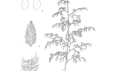 Lycopodiella cernua (L.) Pic.Serm. 過山龍