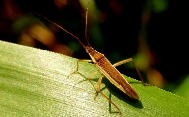 Stenodema elegans (Reuter, 1904) 深色狹盲椿象