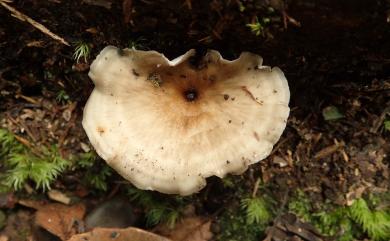 Polyporus melanopus 黑柄多孔菌