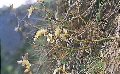 Salix okamotoana Koidz. 關山嶺柳