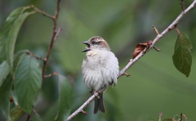 Passer cinnamomeus rutilans (Temminck, 1836) 山麻雀