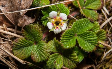 Fragaria hayatai Makino 臺灣草莓