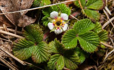 Fragaria hayatae 臺灣草莓