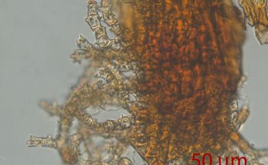 Thuidium kanedae Sak., 1943 短肋羽苔