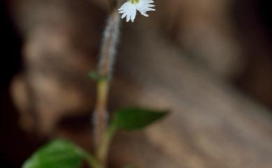 Cheirostylis tortilacinia C.S.Leou 和社指柱蘭