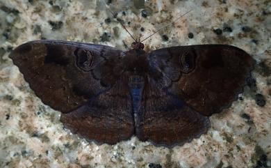 Erebus caprimulgus (Fabricius, 1781) 異目裳蛾